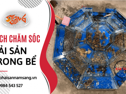 Bí quyết nào giúp hải sản sống tốt trong bể hải sản?