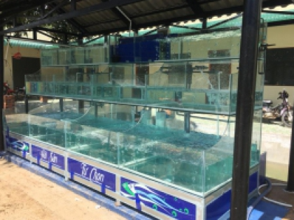 Thiết kế Hồ Hải Sản HỒ HẢI SẢN MINI