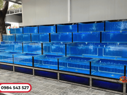 Thợ thi công hồ hải sản kính chuyên nghiệp - Năm Sang