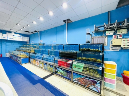 Thi Công Hồ Hải Sản Cho Vựa Hải Sản Lê Nhựt Phan Thiết