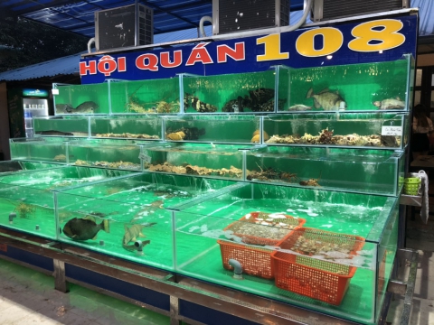 Thi công hồ hải sản - Hội Quán 108